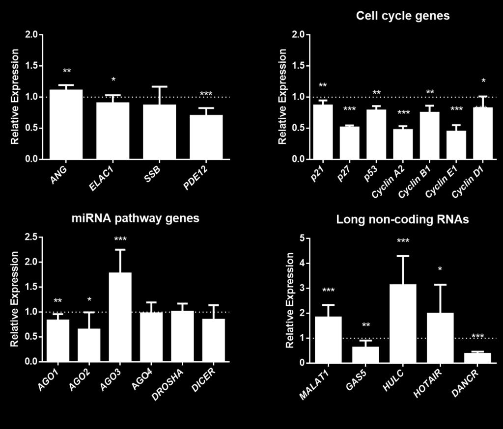 Αποτελέσματα 6. Η έκφραση του ELAC2 (RNase Z L ) επιφέρει σημαντικές αλλαγές στην έκφραση γονιδίων AGO, ρυθμιστών του κυτταρικού κύκλου και lncrnas Κύτταρα Α549 διαμολύνθηκαν με το πλασμίδιο pcdna3.