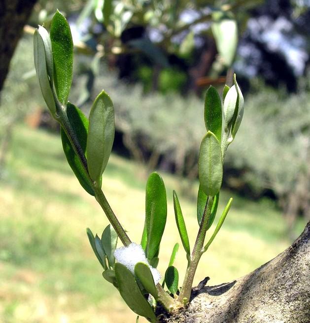 Εικόνα 6: Προσβολή ελιάς από νύμφη (μέσα στον αφρό που παράγει) του εντόμου Philaenus spumarius σε περιοχή της Π.Ε. Δράμας.