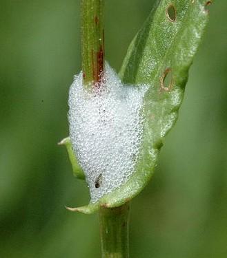 Πώς μεταδίδεται; Το Xylella fastidiosa μεταδίδεται με μυζητικά έντομα που τρέφονται με τον χυμό των ξυλωδών αγγείων.