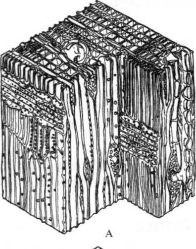 5. Τα σχήματα Α και Β μας παρουσιάζουν τη μικροσκοπική δομή σκληρής και μαλακής ξυλείας.