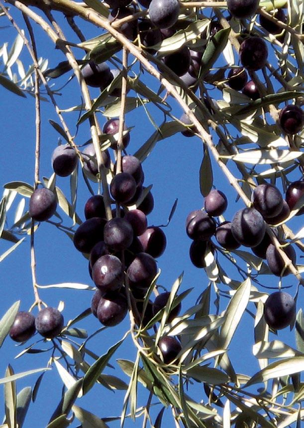 0 κιλά Επιτραπέζιες ποικιλίες Αναμενόμενο ύψος παραγωγής Patentkali+B Προτεινόμενα λιπάσματα KALI SOP Plus Μεσαίο ύψος 2.0 2.5 κιλά ή 1.