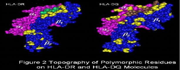 Πολυμορφισμός των HLA-μορίων τάξης ΙΙ Οι θέσεις των πολυμορφικών περιοχών λειτουργικοί επίτοποι- των HLA- DR και HLA-DQ μορίων εμφανίζονται με κίτρινο χρώμα.