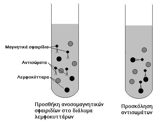 Στάδιο έκπλυσης Μέθοδος μικρολεμφοκυτταροτοξικότητας (2) 3.
