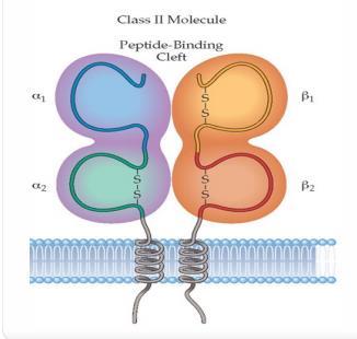 του ενδογενούς/εξωγενούς αντιγονικού πεπτιδίου τάξης ΙΙ Μια βαριά γλυκοπρωτεϊνική αλυσίδα β (MHC γονίδια) μια ελαφριά γλυκοπρωτεϊνική