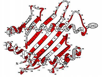 Θέση δέσμευσης του αντιγονικού πεπτιδίου Σχισμοειδής θήκη Οι διαφορές αμινοξέων της πολυπεπτιδικής αλυσίδας εντοπίζονται κατά κανόνα στη σχισμοειδή θήκη των μορίων και συμβάλουν στον πολυμορφισμό του
