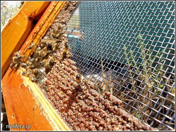 Μετά από ζρευνεσ που ζγιναν, χρθςιμοποιείται για τθν παραςκευι καλλυντικϊν κακϊσ και ωσ