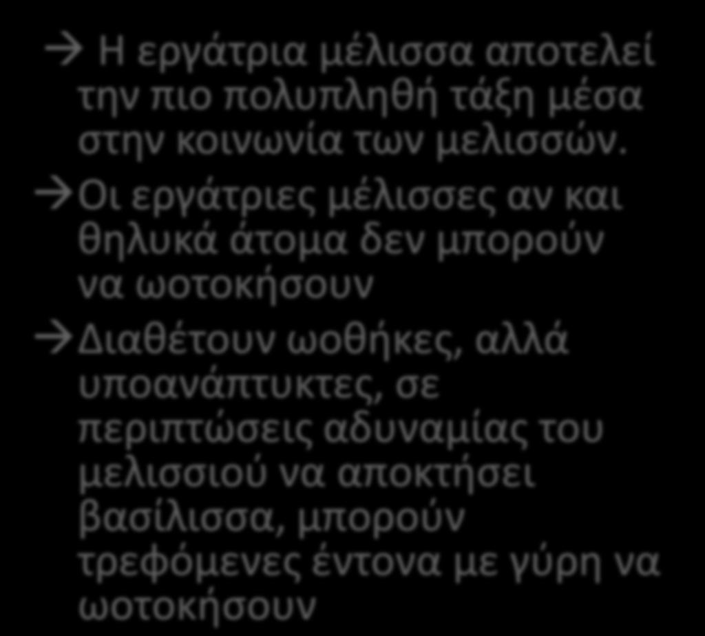 Η ΕΡΓΑΣΡΙΑ Η εργάτρια μζλιςςα αποτελεί τθν πιο πολυπλθκι τάξθ μζςα ςτθν