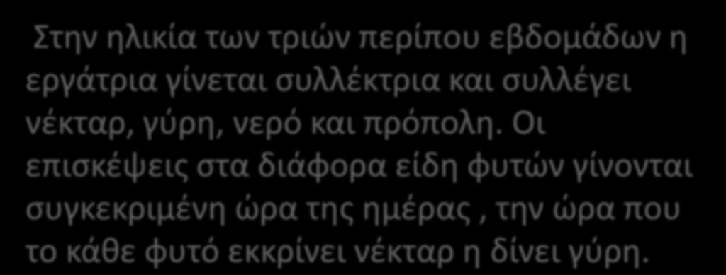 Η υλλογι τθσ Σροφισ τθν θλικία των τριϊν περίπου εβδομάδων θ εργάτρια γίνεται ςυλλζκτρια και ςυλλζγει νζκταρ, γφρθ, νερό και