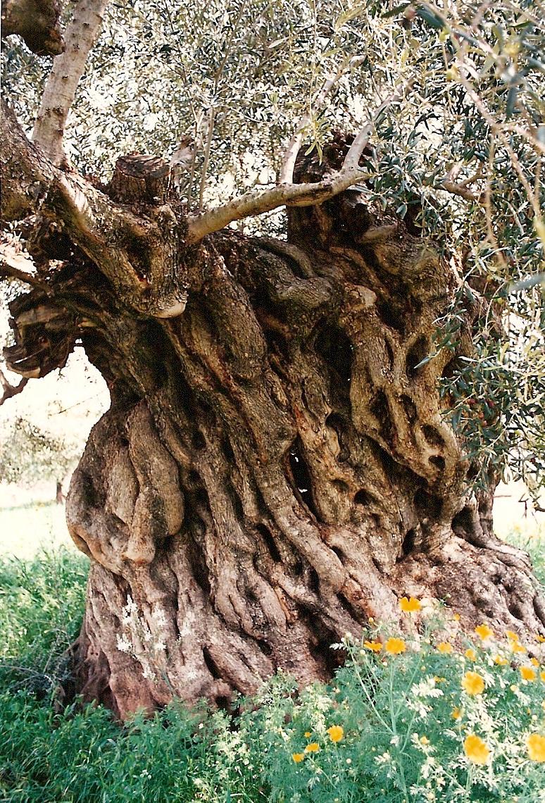 Από τις αιωνόβιες