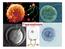 Γαμετογένεση. Καθορισμός φύλου (όρχεις ς ή ωοθήκες) Πρόφαση Ι μείωσης Γαμετικά κύτταρα Γονάδα (μιτώσεις) έσμευση Έμβρυο. Θηλαστικά, Αμφίβια, ιχθύες