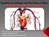 Το κύριο όργανο του κυκλοφορικού συστήματος είναι η καρδιά, η οποία βρίσκεται ανάμεσα στους δύο πνεύμονες πίσω από το στέρνο και παίρνει το κωνικό