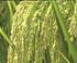 Study on Wheat Heterotic Group