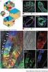 DY NAM IC CHANGE OF EP ID ERM AL STEM CELL S IN THE WOUND HEAL ING COURSE OF D IABETIC RATSg