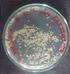 (Bacillus subtilis) (Bacillus natto spore)