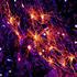 The Roles of Astrocyte in Nervous System Diseases
