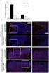 α 1 2- Cloning and Expression of alpha 1 2-fucosyltransferase in E. coli BIOTECHNOLOGY BULLETIN