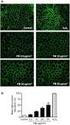 Caco-2 6. Caco-2. colon adenocarcinoma cell line NEAA Sigma-Aldrich. Caco-2. Transwell #3414 COL 6 Transwell # cm 2 75 cm 2 Caco-2