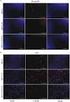 (cell (vitronectin) CD (E CD, N CD, P CD ) R GD (