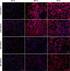 ] MSCs. MSCs, ,,, PHA. Immune regulatory effects of mesenchymal stem cells derived from human umbilical blood