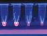 Advances of Loop - Mediated Isothermal Amplification