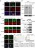 PCR. A Novel Method for the Determination of Recombinant Lentiviral Titer and Infectivity by qrt-pcr. MA Hai-yan FANG Yu-dan ZHANG Jing-zhi *