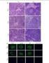 , 6 ELISA, SCREENING OF HYBRIDOMA SECRETING MCAB TO ENROFLOXACIN AND DEVELOPMENT OF COMPETITIVE ELISA ENR2KIT