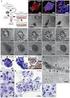 Genetic regula tion of apoptos is of sperma togen ic cells