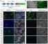 Cloning of Stage2specific Gene Fragments in Rabbit Embryos