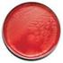 BD CDC Anaerobe Agar + 5% Sheep Blood