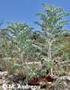 PLANT-NET CY Δημιουργία Δικτφου Μικρο-αποθεμάτων Φυτών ςτην Κφπρο για τη Διατήρηςη Ειδών και Οικοτόπων Προτεραιότητασ