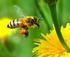 «Αν κάποτε οι μέλισσες αφανιστούν από προσώπου γης, δεν θα απομείνουν στον άνθρωπο παραπάνω από τέσσερα χρόνια ζωής».
