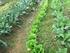 ΑΡΩΜΑΤΙΚΑ ΦΥΤΑ. Βρώσιμοι Κήποι ΟΙΚΙΑΚΗ ΚΑΛΛΙΕΡΓΕΙΑ ΑΡΩΜΑΤΙΚΩΝ ΦΥΤΩΝ. Περιεχόμενα. Καλλιεργήστε τα δικά σας βότανα. Πανεπιστήμιο της Εβόρα