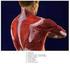 Muscles of the Shoulder and the