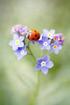 1. Ladybird will sit on a flower that has five petals and three leaves. On which of the following flowers will ladybird sit?