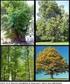 Δασική Βιομετρία ΙΙ. Ενότητα 3: Μέτρηση Ιστάμενων Δέντρων. Γεώργιος Σταματέλλος Τμήμα Δασολογίας & Φυσικού Περιβάλλοντος
