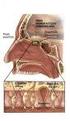 Αισθητικά συστήματα Σωματοαισθητικό σύστημα. Κεφάλαιο 18, 20 Σιδηροπούλου - Νευροβιολογία 44