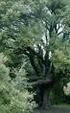 Παραγωγή και θρεπτική αξία ποώδους βλάστησης σε σχέση με την κάλυψη των δένδρων σε δασολίβαδα δρυός και οξιάς στην επαρχία Λαγκαδά Θεσσαλονίκης