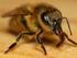 Η Ασφάλεια των Προϊόντων της Μέλισσας