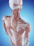 Condition Shoulder pain. Shoulder pain. This booklet provides information and answers to your questions about this condition.