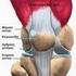 γόνατο (το) γονάτ-ου -ων 1. η άρθρωση τού ανθρώπινου ποδιού μεταξύ μηρού και κνήμης, που επιτρέπει στο πόδι να λυγίζει.