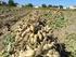 Καλλιέργεια σπόρων σόγιας, αράπικων φιστικιών και βαμβακόσπορων. Καλλιέργεια αράπικων φιστικιών, που διαθέτονται αποφλοιωμένα (χωρίς κέλυφος)
