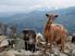 Κτηνοτροφία στις ορεινές περιοχές: από τις ευρωπαϊκές οδηγίες στην τοπική πραγματικότητα