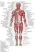 ESP. The human body. Anatomy (simplified) Class B