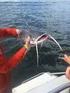 ANALYSIS OF FACTORS AFFECTING EXPERIMENTAL TRAWL FISHERY IN ARGOLIKOS GULF