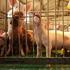 Υγεία ευζωία των παραγωγικών ζώων, θεμελιώδεις προϋποθέσεις στην προσπάθεια επαρκούς παραγωγής ασφαλών κτηνοτροφικών προϊόντων υψηλής ποιότητας
