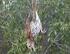 UPDATE on illegal bird trapping activity in Cyprus