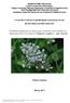 «Επίδραση άρδευσης και αζωτούχου λίπανσης στην αύξηση και παραγωγικότητα της ρίγανης (Origanum vulgare, L., ssp. hirtum)»