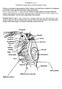 Praktiline töö 1 Vesikirbu anatoomia ja füsioloogia (24p)