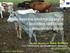 Beta-kazeīna ietekme uz piena kvalitātes rādītājiem slaucamām govīm