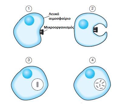 (β) Να γράψετε μία (1) χημική μέθοδο αντισύλληψης και μία (1) μηχανική μέθοδο αντισύλληψης. i. Χημική μέθοδος αντισύλληψης: ii. Μηχανική μέθοδος αντισύλληψης: (2 X 0.